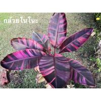 กล้วยด่างโนโน๊ะ | โนโนะ แท้ 100% | Musa Nono Banana Variegated | สินค้ารับประกัน | สินค้าหายาก | New Rare Tissue Culture Plants