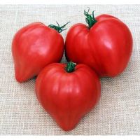 เมล็ดพันธุ์ ??มะเขือเทศ หัวใจใหญ่ ( Pink Oxheart Tomato Seed ) รสชาต หวานอมเปรี้ยว บรรจุ 40 เมล้ด