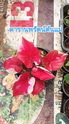 ดารานพรัตน์ บอนสี กระถาง4นิ้ว มีบอนสีแถมแบบสุ่มทุกออเดอร์