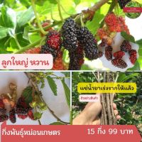 กิ่งพันธุ์หม่อนเกษตร ตัดสด 15 กิ่ง 99 บาท แช่น้ำยาเร่งรากทุกออเดอร์ นำไปเพาะชำติดแน่นอน มัลเบอรี หม่อน หรือ มัลเบอร์รี มอน เก้ซิวเอียะ