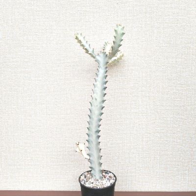 Euphorbia lactea white ghost ยูโฟเบีย แลคเทีย ไวท์โกส กระดูกมังกรขาว