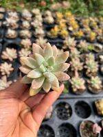 Pachyphytum hookeri ไม้อวบนำ้น่ารักๆ กระถาง 2 นิ้ว