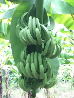 หน่อกล้วยหอมเขียว ราคาถูก หน่อกล้วยคาเวนดิช พร้อมส่ง นำเข้าจากินเดีย ให้ผลเร็ว ตกเครือได้ทุกฤดูกาล