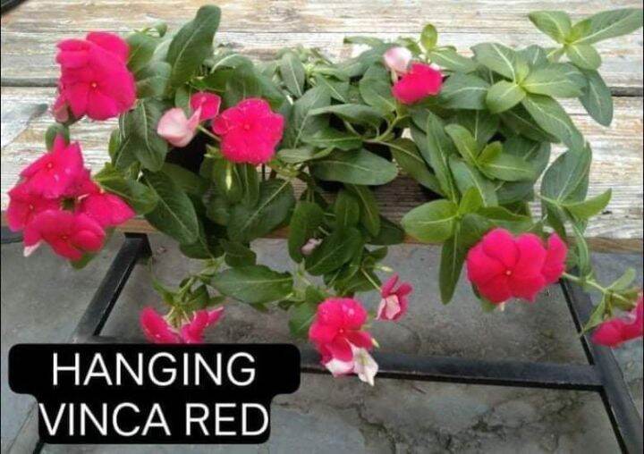 HANGING VINCA Lazada PH