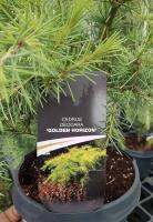 Cedrus deodara Golden Horizon สนซีดาร์ นำเข้าจากฮอลแลนด์