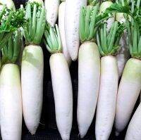 เมล็ดพันธุ์ ผักกาดหัว ไดค่อนญี่ปุ่น ( Japanese Minowase Daikon Radish Seed ) บรรจุ 50 เมล็ด