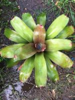 มีต้นเดียวต้นนี้เลย- Neo hybrid ยังไม่เต็มฟอร์ม# สับประรดสี# Bromeliad #ต้นไม้สวยงาม# ไม้ประดับ# ตกแต่งสวน# ปลูกตกแต่งบ้านหรือคอนโด# ไม้มงคล# ขายราคาถูก # ขนาดเทียบไม้บรรทัด 30 เซนติเมตร