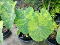 บอน เลม่อนไลม์ colocasia lemon lime ตัดสด