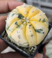 แอ​สโตร​ขนาดใหญ่​   5พูด่าง #แคสตัส castus​ astrophytum แอสโตร แอสโตร​ไ​ฟตั้​ม แอสโตรไฟตัม กระบองเพชร แอสโตรวี super