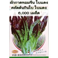 เมล็ด ผักกาดหอมใบแดง / สลัดต้นกินใบใบแดง celtuce 6,000 เมล็ด