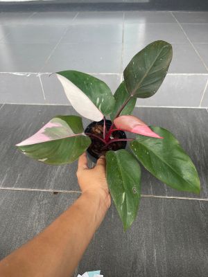 พิ้งปริ้นเซส  philodendron pink princess