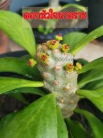 หัวใจนาคราช​ Euphorbia poissonii ต้นไม้อวบน้ำ​?ต้นไม้หายาก?(ส่งถอดกระถาง)​