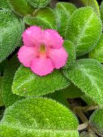 พรมญี่ปุ่น พรมกำมะหยี่ ? Episcia Lillemon ดอกสีชมพู เลี้ยงง่าย