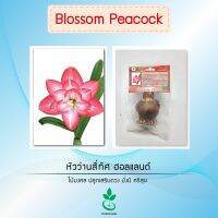 หัวว่านสี่ทิศฮอลแลนด์ เกรดส่งออก พันธุ์ Blossom Peacock 1 หัว Amaryllis bulb (Blossom Peacock) export grade 1 bulb from Dynamic seeds