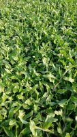 หญ้ามาเลเซีย หญ้าสนาม Carpet Grass 50x100cm. หญ้าจัดสวน หญ้าสด หญ้าจริง Real grass