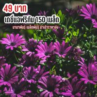 เมล็ดพันธุ์ ดอกเดซี่แอฟริกัน 150 เมล็ด ดอกสวยปลูกเป็นพุ่ม