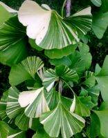 เมล็ดพันธุ์แปะก๊วยด่าง ไวท์ ไลท์นิ่ง (Variegated White Lightning Ginkgo Biloba Seed) บรรจุ 10 เมล็ด ของแท้ คุณภาพดี ราคาถูก นำเข้าจากต่างประเทศ