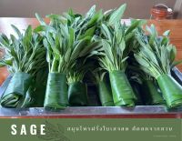 ใบเสจ เสจสด fresh sage ตัดสดจากสวน (gardening sage) 100 กรัม