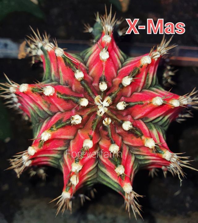 หน่อเด็ดสด X-MAS แคคตัส ยิมโนด่าง Cactus