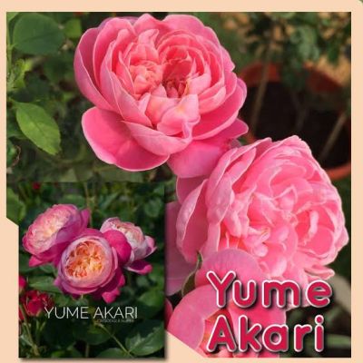 กุหลาบ Yume Akari (ยูเมะ อะคาริ) กุหลาบสีสันสดใส กลิ่นหอม