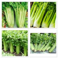 เมล็ดพันธุ์ เซเลอรี่ คื่นฉ่ายยักษ์ คื่นฉ่ายฝรั่ง (Celery Utah 52-70 Seed) บรรจุ 1000 เมล็ด