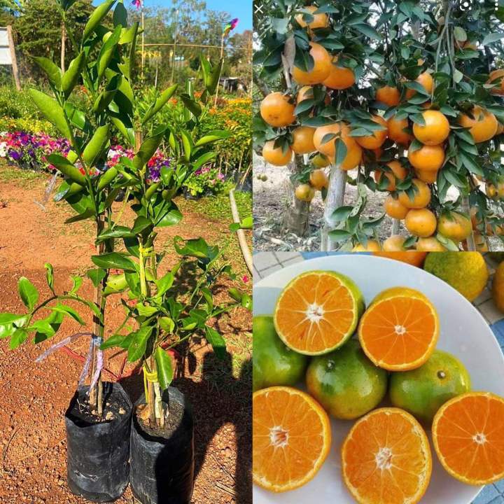 ส้มเขียวหวานสายน้ำผึ้งพันธุ์เตี้ย-เสียบยอด-1ปีติดผล-ปลูกในกะถางได้-ขนาดต้น60-70-ซม