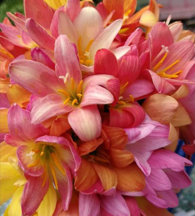 ดอกบัวดินหลายสีสี1ชุด15หัวคละสีลุ้นสีไม้ดอกไม้ประดับ