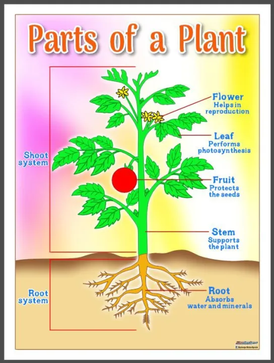 EDUCATIONAL POSTER TARPAULIN FOR KIDS PARTS OF A PLANT 45X60CM | Lazada PH