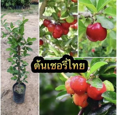 ต้นเชอรี่ดอยหรือลูกไหน(Cherry plum) เป็นผลไม้เมืองหนาวน่าปลูก ปลูกไม่นานก็ติดผล กลมสีแดงรสชาติหวานมีวิตามินมาก ทานสดได้ ปลูกง่าย ติดผลดก