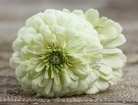 เมล็ดพันธุ์บานชื่นดอกซ้อนสีขาว โพลาร์ แบร์(Polar Bear White Zinnia Seed)บรรจุ 30 เมล็ด ของแท้ คุณภาพดี ราคาถูก นำเข้าจากต่างประเทศ