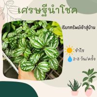 เศรษฐีนำโชค ในกระถาง 3 นิ้ว ต้นไม้ใบสวย ต้นไม้มงคล เรียกทรัพย์เข้าบ้าน