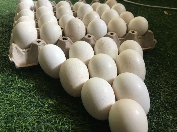 ไข่ไก่งวงเก็บสดสำหรับฟัก-12-ฟอง-ราคา-800-บาท-ไข่เชื้อมีความเสี่ยง
