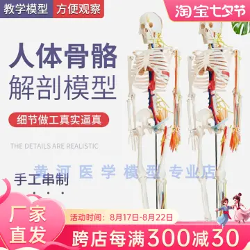 Bán Đồ Chơi Mô Hình Hộp Sọ Người Di Chuyển Mr Bones Skeleton Toàn Thân  Mini Hình Halloween giá rẻ bất ngờ  Review ZimKen