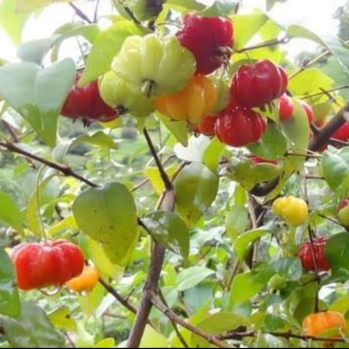 ต้นมะยมแดง-เป็นไม้ผลที่มีสีสันสวยงามและมีวิตตามินซีสูง-นิยมปลูกเป็นไม้มงคลผลรับประทาน