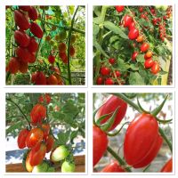 เมล็ดพันธ์ุ มะเขือเทศ เชอร์รี่ โทนี่ (Tomato Hybrid Tony) บรรจุ 60 เมล็ด ผลยาวรี ผิวสีแดง ติดผลดก