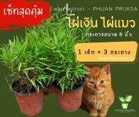 ?สุดคุ้ม?ไผ่เงิน?ไผ่แมว?Bamboo Plants เซ็ท 3 กระถาง (กระถาง 6") ไผ่แมวกิน พืชสมุนไพรของเหล่าเจ้าเหมียว ส่งพร้อมกระถาง(1ออเดอร์จัดส่ง 3 กระถาง)