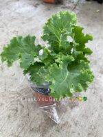 (ซื้อ 5 แถม2) ต้นคะน้าเคล ใบหยิก กระถาง3นิ้ว อายุ45วัน++ #ผักปลอดสารพิษ Kale plant 45 Day Pot3” ?(buy5 get 2 free)