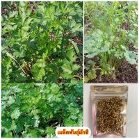 เมล็ดพันธุ์ผักชีไทย coriander seeds อัตราการงอกสูง เมล็ดพันธุ์ผัก