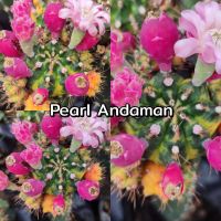 เมล็ด Pearl Andaman เก็บสดๆใหม่ๆจากสวน