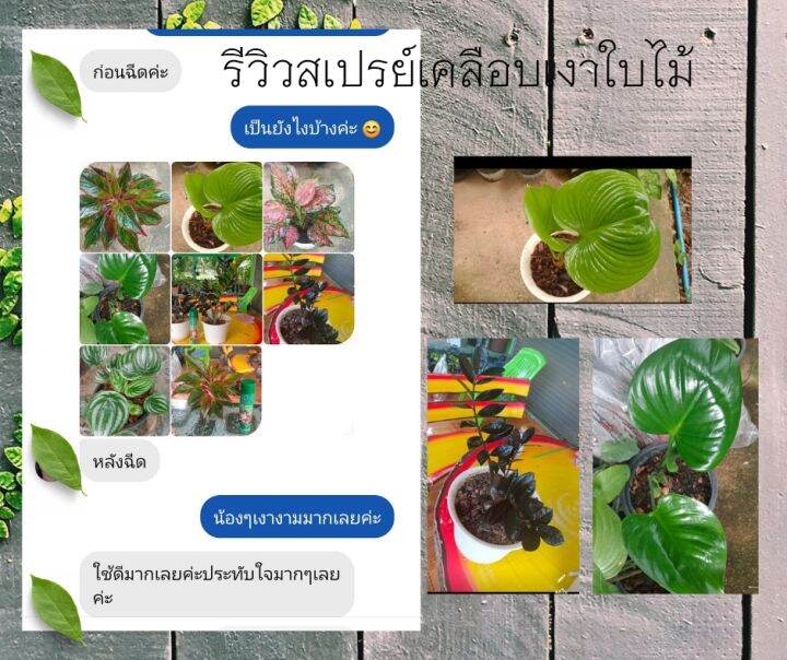 สเปรย์เคลือบใบไม้เงา-กลิ่นกุหลาบ-ขนาด-650-ml