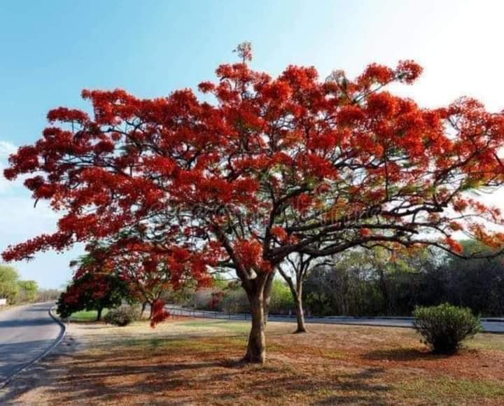 ต้นกล้าประดู่แดง-ปี-66-ไม้เนื้อแข็ง-ลายไม้สวย-ดอกแดงๆงามมากๆจ้า-ต้นกล้าประดู่แดงความสูง-15-ถึง-20-เซนฯ