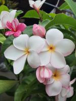 ต้นลีลาวดี ดอกสีชมพูอ่อน ศรรัก ในกระถาง10นิ้ว มีกลิ่นหอมอ่อนๆ จัดส่งพร้อมกระถาง ต้นไม้แข็งแรง