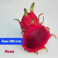 แก้วมังกรพันธุ์ Rosa