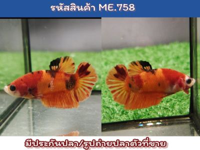 ปลากัดนีโม่ เพศผู้ ขนาด 1.5 นิ้ว