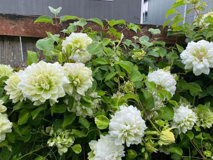 DUCHESS OF EDINBURGH WHITE CLEMATIS flower seeds Lazada PH