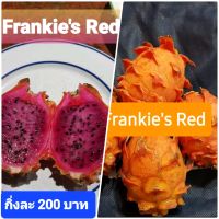 แก้วมังกรพันธุ์ Frankie Red