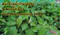 ต้นกล้วยน้ำว้ามะลิอ่อง?พันธุ์ดี?หวีใหญ่?ไม่มีหนอนกอ 100%(จำนวน 30 ต้น)?ร้บประกันความเสียหายจากการขนส่ง