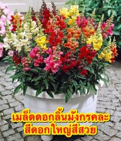 เมล็ดพันธุ์ ดอกลิ้นมังกร สแนปดราก้อน Snapdragon Flower เมล็ด พันธุ์แท้ นำเข้าจากต่างประเทศ