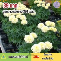 เมล็ดพันธุ์ดอกดาวเรืองขาวสีขาววนิลา300เมล็ด