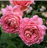 เมล็ดพันธุ์ กุหลาบอังกฤษ จูบิลี่ เซเรบริชั่น (Jubilee Celebration English Rose) บรรจุ 10 เมล็ด สายพันธุ์นำเข้าแท้